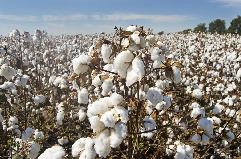 Hilado de algodón - Aspaldiko - Teje sostenible