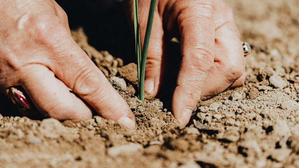 Imagen de Karolina Grabowska - Plantar plántulas en el suelo