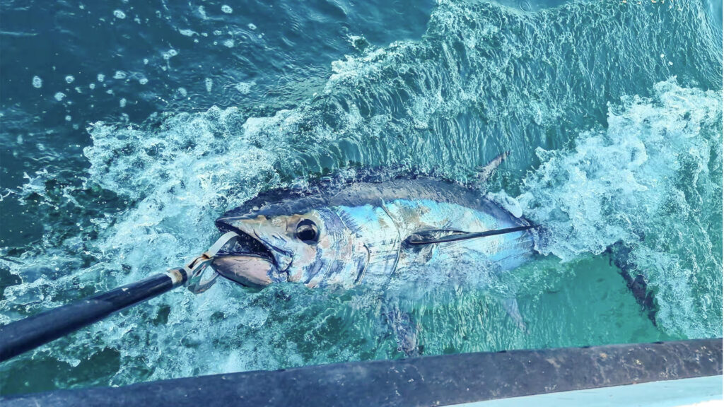 Image by Aquila Sport Fishing Charters - Bluefin tuna fishing