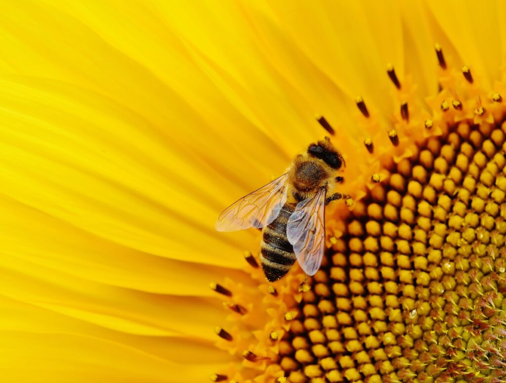 Un ape impollina un fiore giallo