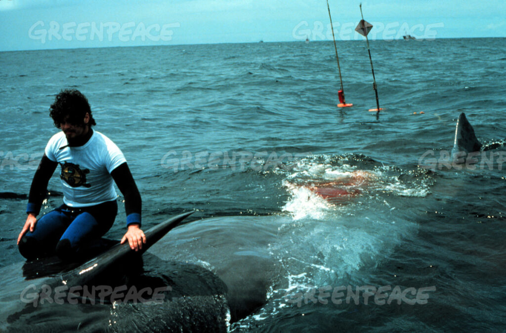 Greenpeace file photo. Paul Watson sits on a baby whale killed by a harpoon from a Soviet Union ship, trying to stop the massacre for whale oil used for missiles, while with Greenpeace.