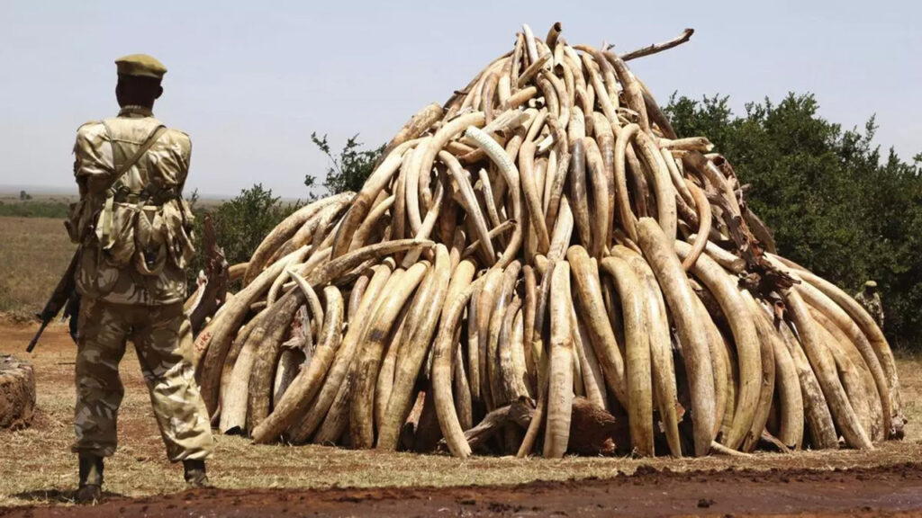 20,000 elephants are killed each year by illegal ivory trafficking - cazawonke