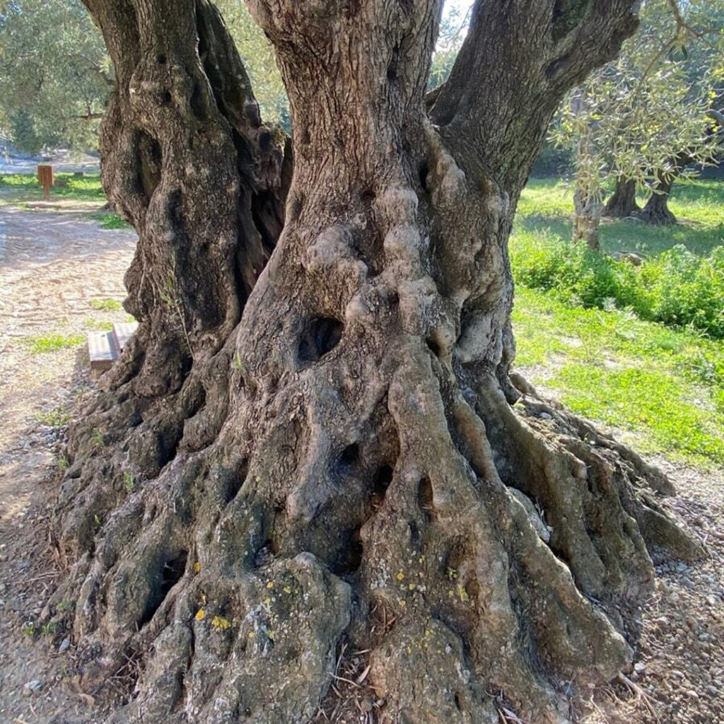 Tronco di un ulivo. Legno utilizzato per le creazioni di Aliva.