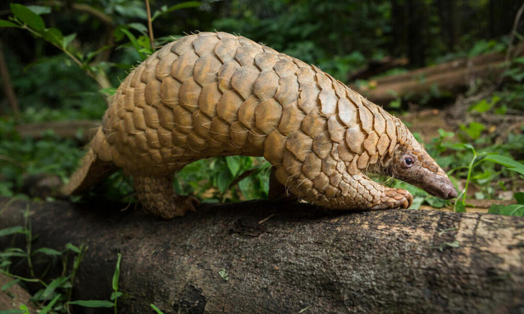 Pangolins are exported for their supposed medicinal properties.