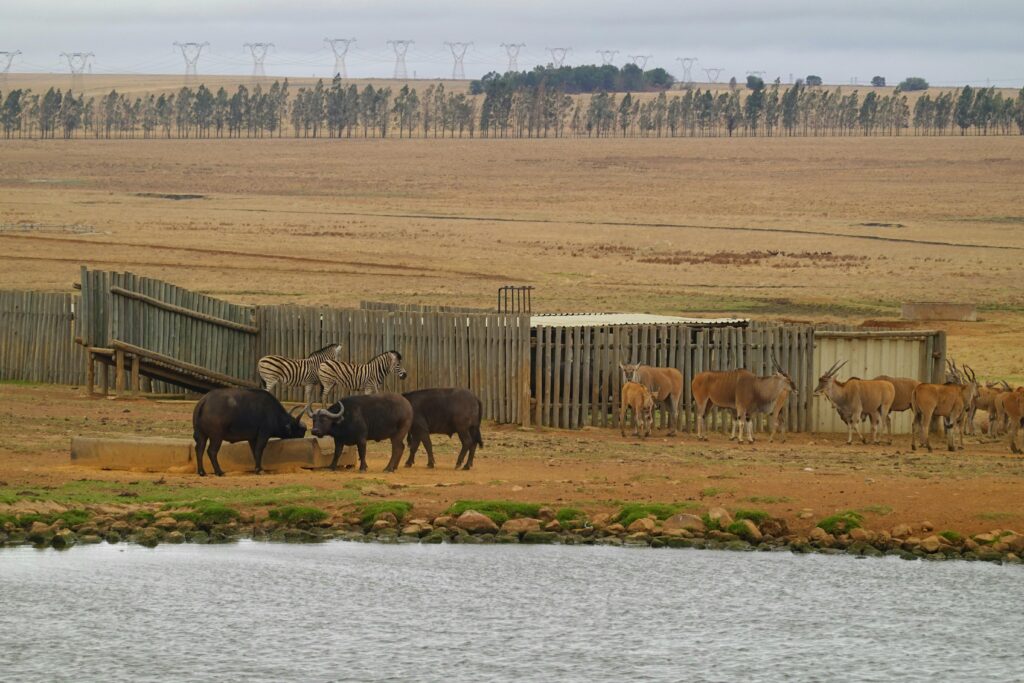 Safari en África, Especies africanas en su hábitat, entre ellos el búfalo cafre 