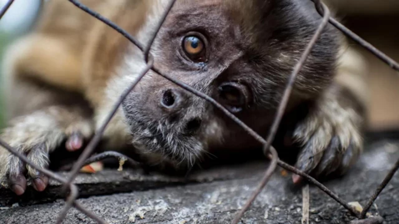 Commercio illegale animali selvatici