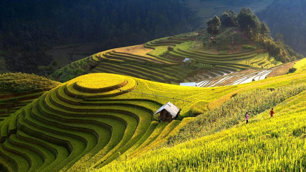 Letteratura utopica. Vista Delle Terrazze Di Riso, Đắk Ya, Gia Lai, Vietnam. Ecotopia