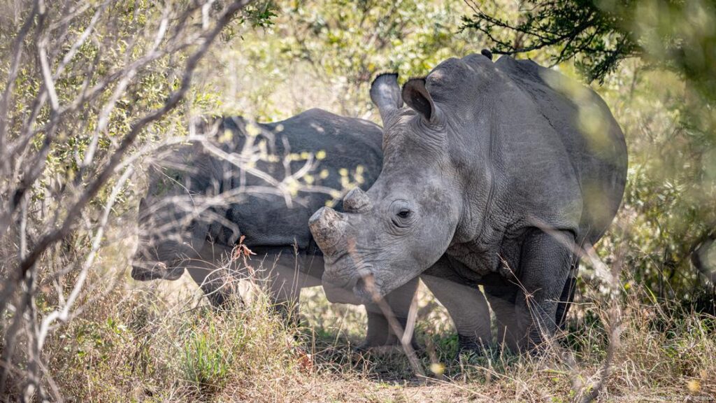 Rinoceronte sin cuerno. Safari en África