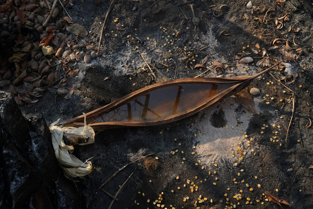 Los equipos de rescate dejan agua y semillas en hojas de palmera para los animales supervivientes. Cuando vuelven al día siguiente para comprobarlas, el agua y la comida casi siempre han desaparecido. Creditos: Juan Pablo Ampudia