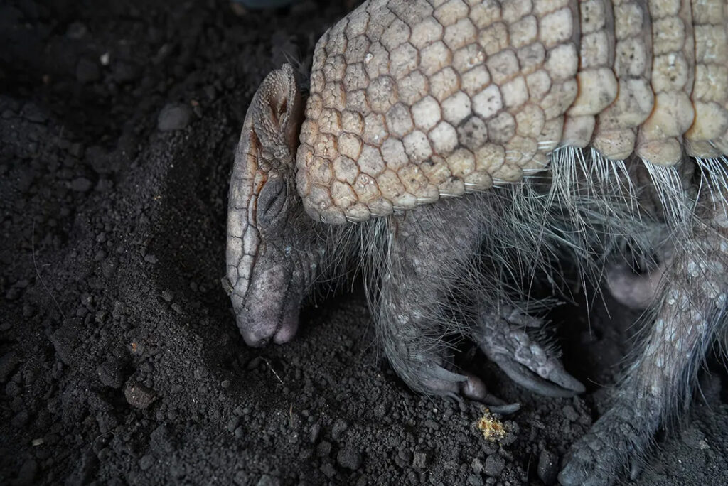 Cría de armadillo encontrada en un arcén, desorientada y deshidratada. Creditos:  Juan Pablo Ampudia, National Geographic