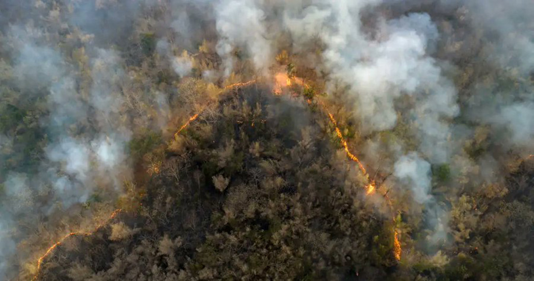 La Amazonía es uno de los últimos refugios que existen en el planeta para los jaguares, águilas arpías y delfines rosados, y es el hogar de perezosos, monos araña negros y ranas venenosas de dardo. Contiene una de cada diez especies conocidas en la Tierra, 40,000 especies de plantas, 3,000 especies de peces de agua dulce y más de 370 tipos de reptiles.