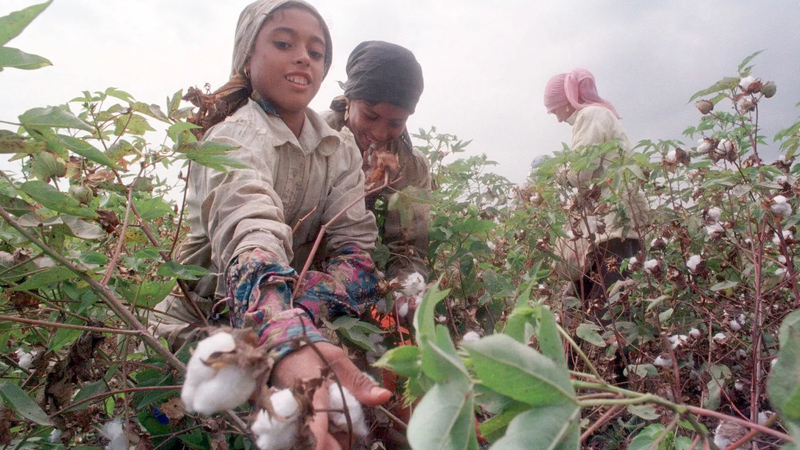 Bambini che raccolgono ingredienti per la produzione di profumi da parte di due marchi titanici dell'industria profumiera. 