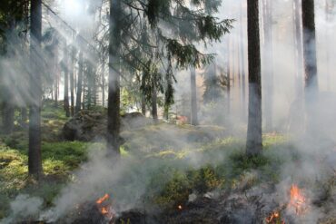 incendios forestales