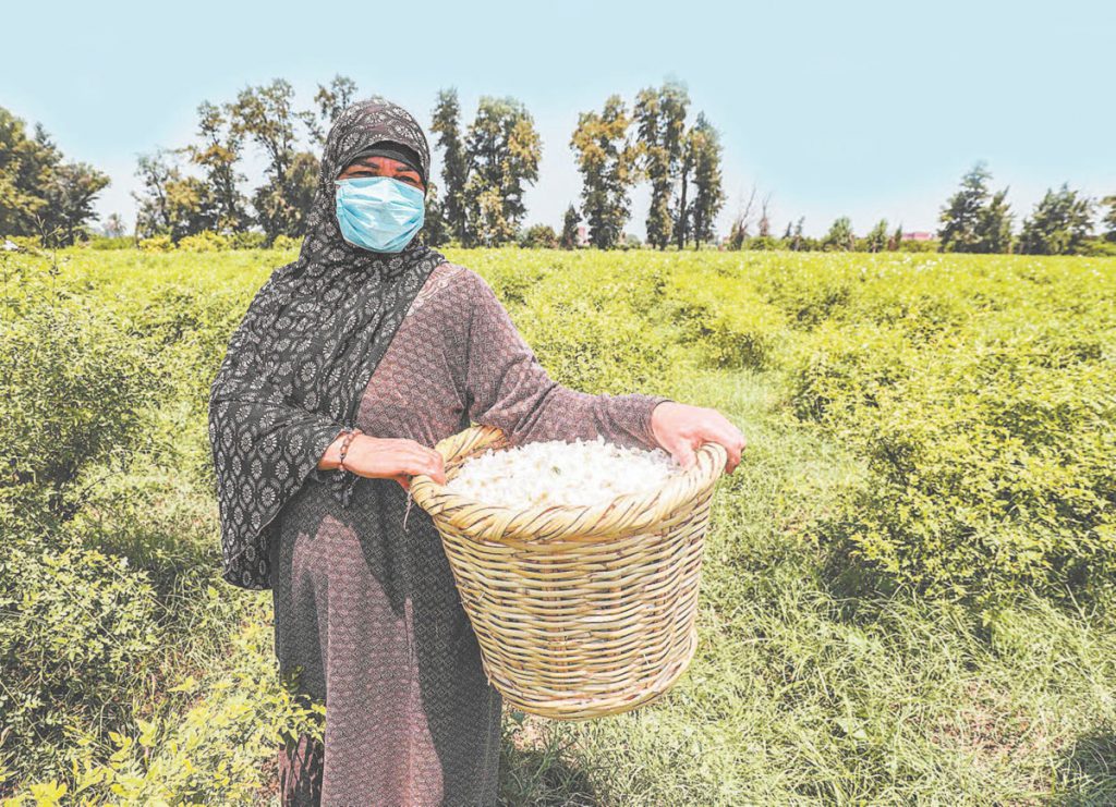 Cultivador de jazmín en la ciudad de Gharbiya, Egipto.