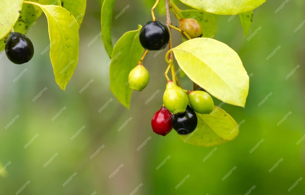 Photo of the Indian sandalwood tree, a popular plant often used by the perfume industry for the production of its products.