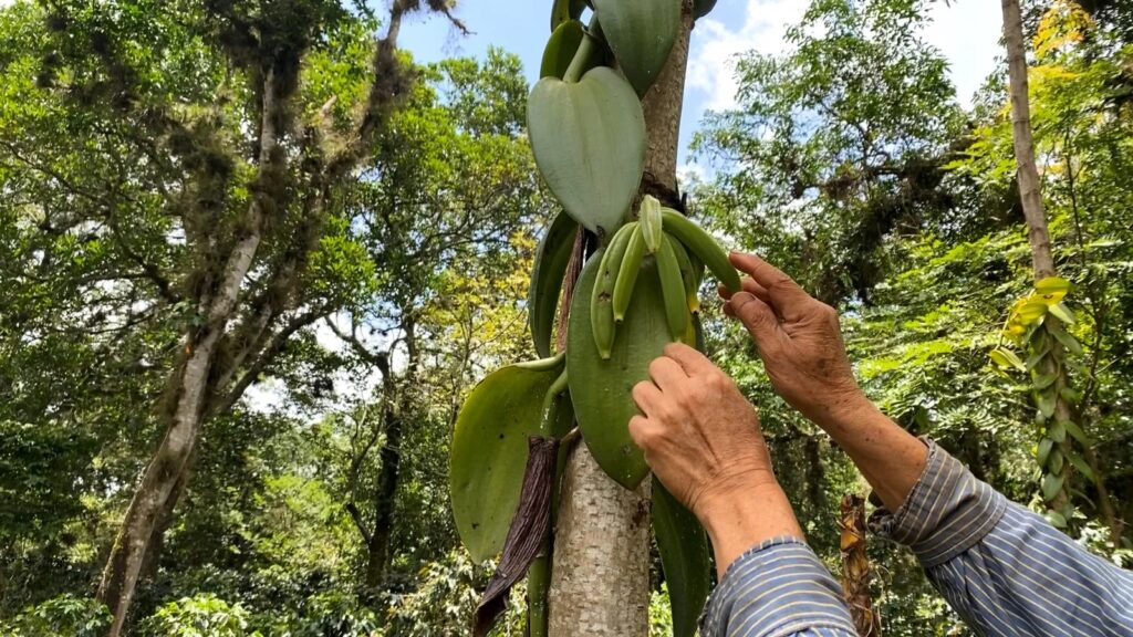 Vanilla cultivation in Madagascar, one of the main ingredients used by the perfume industry.