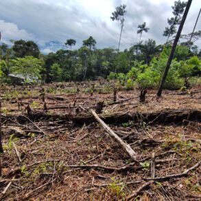 Photos of the Amazon rainforest in Colombia during deforestation.