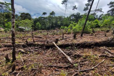 Photos of the Amazon rainforest in Colombia during deforestation.