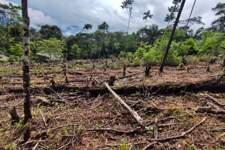 Fotos de la selva amazónica en Colombia durante la deforestación.