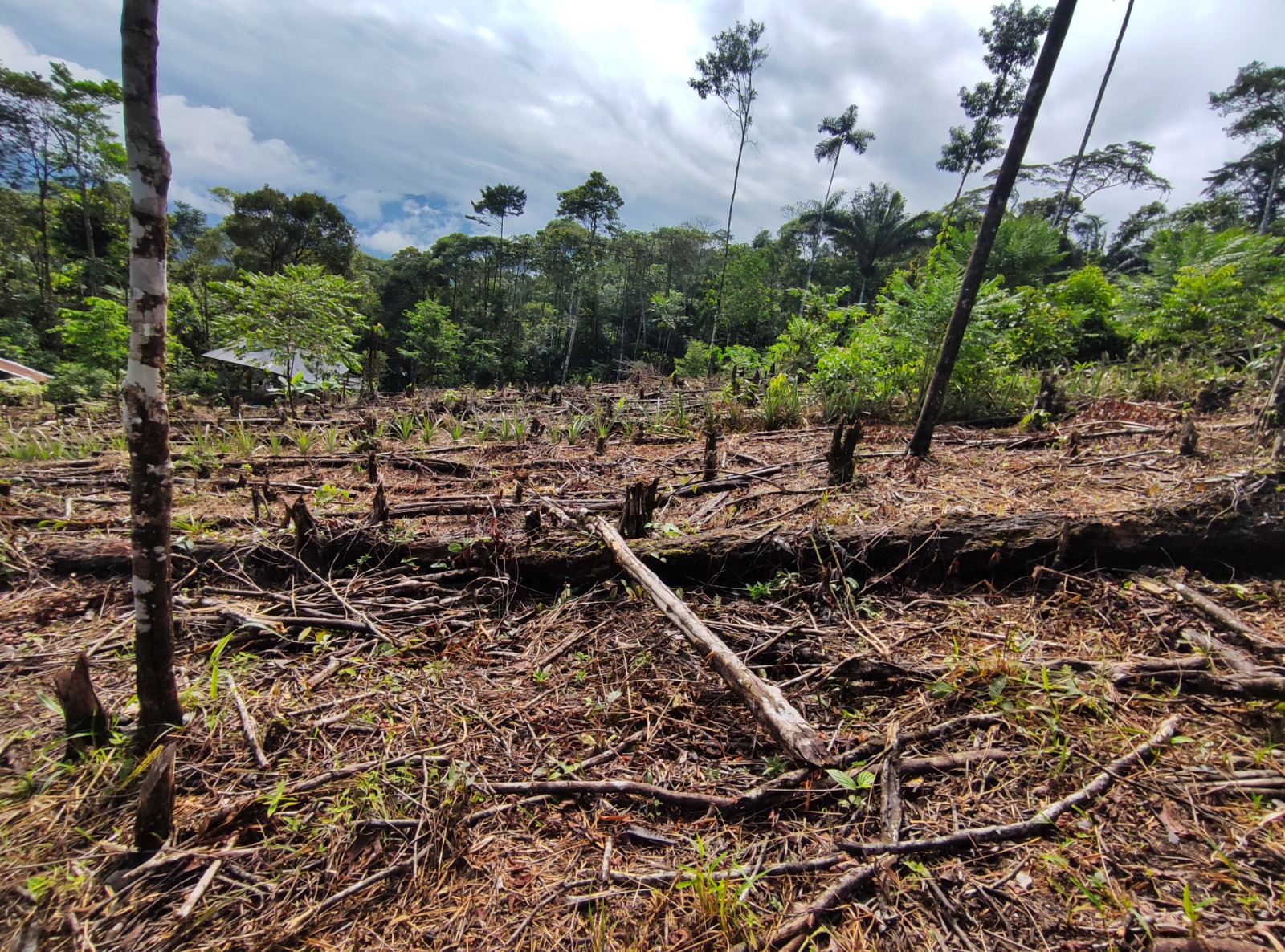 Photos of the Amazon rainforest in Colombia during deforestation.