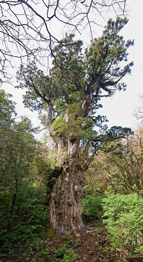 El descubrimiento de Jōmon Sugi en 1968 provocó movimientos para proteger los bosques.