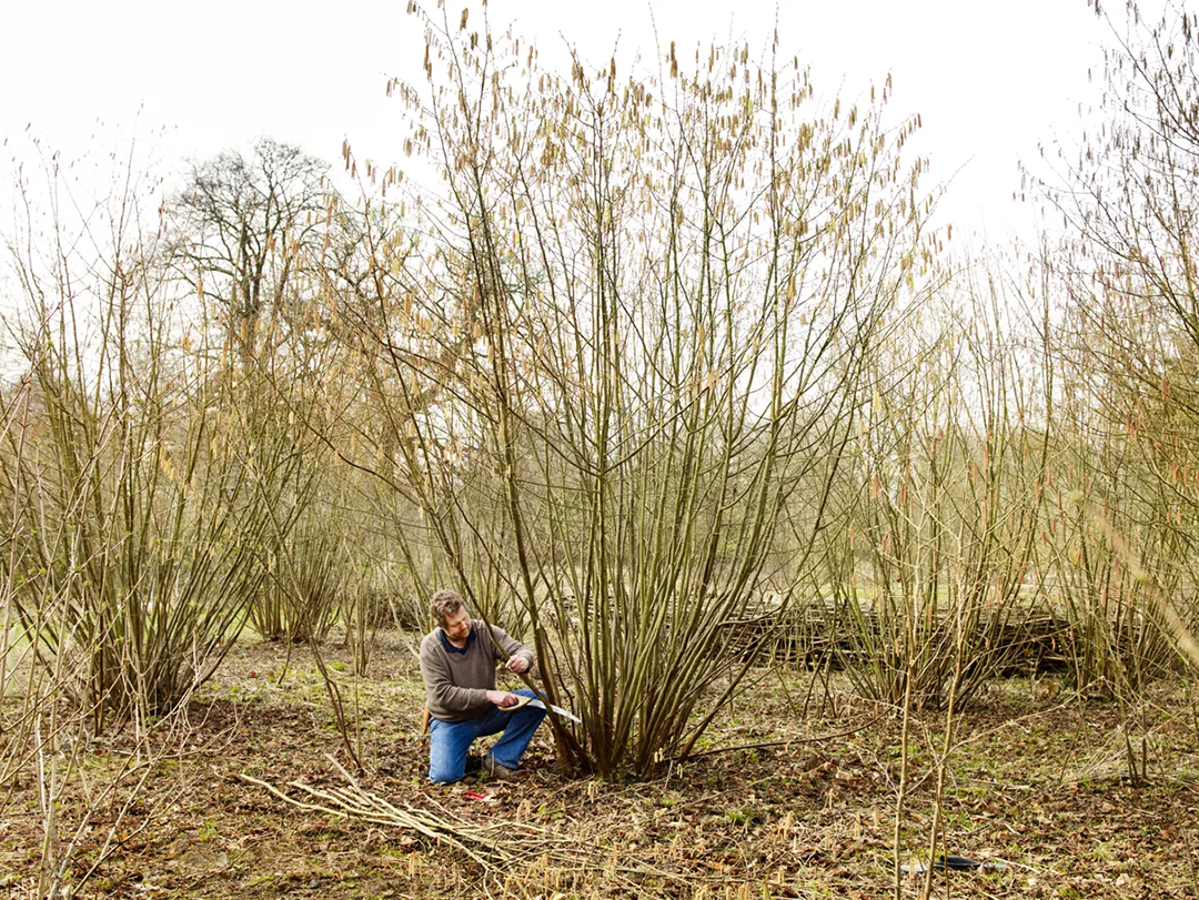 La ceduazione è utilizzata da migliaia di anni in Europa, soprattutto nel Regno Unito. Gli alberi ceduati possono vivere molto più a lungo di quelli non gestiti in questo modo. Crediti: Andrew Montgomery