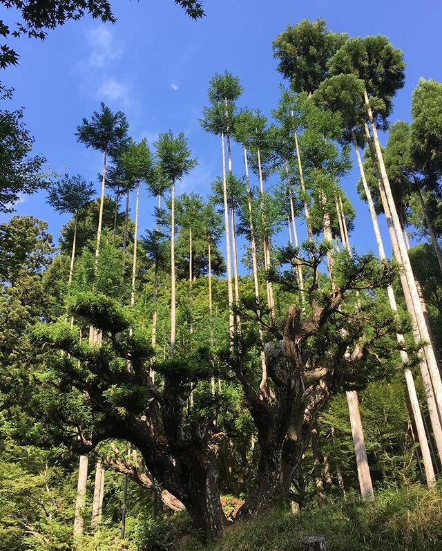 Árbol podado contécnica Daisuki. Se puede apreciar el crecimiento de los troncos secundarios rectos y sin nudos a partir de un árbol madre. Esta práctica, que data del período Muromachi (1336 hasta 1573). Créditos: openculture.