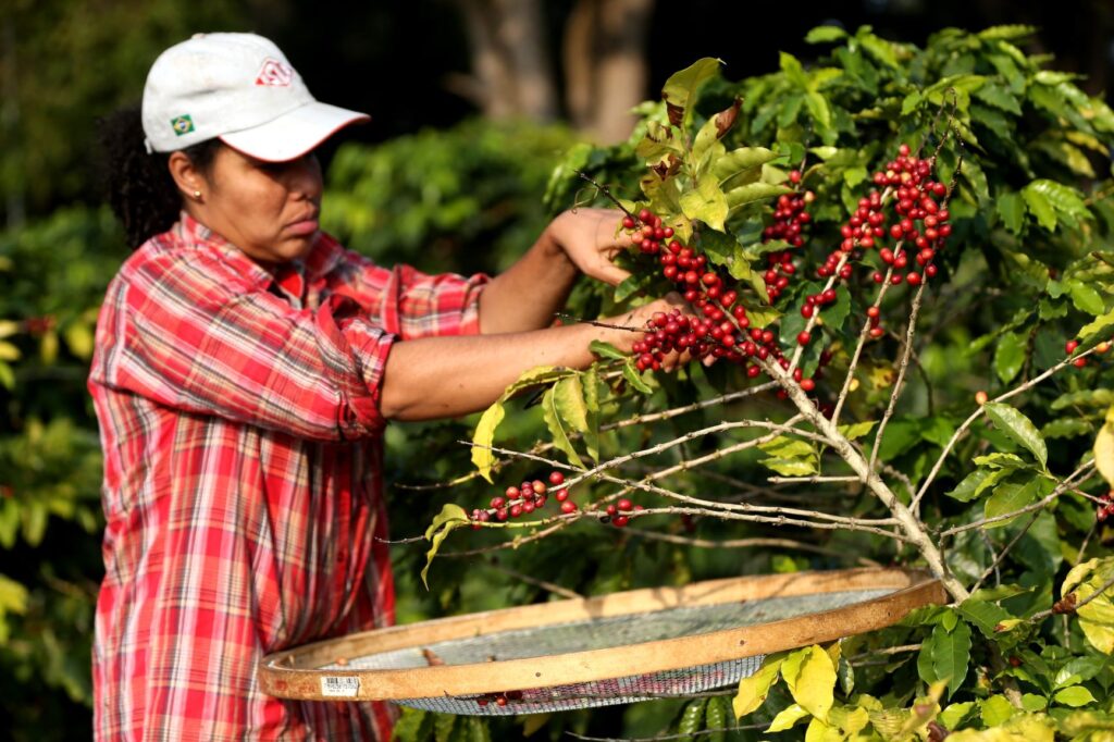 Agricoltore nella foresta impegnato nella produzione di caffè.