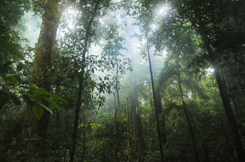 Caso di ecocidio, la foresta amazzonica.