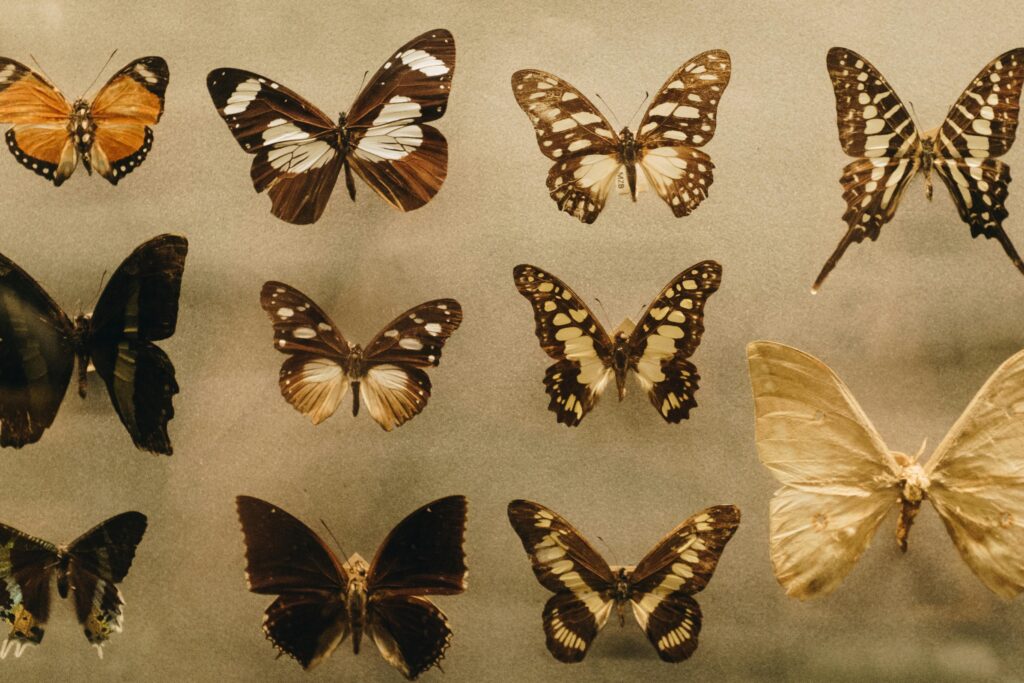 Extinción de las Mariposas