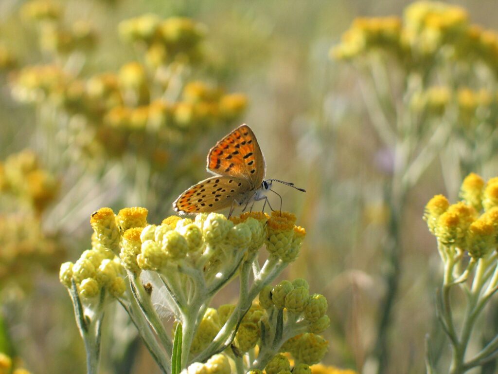 Mariposa alimentandose